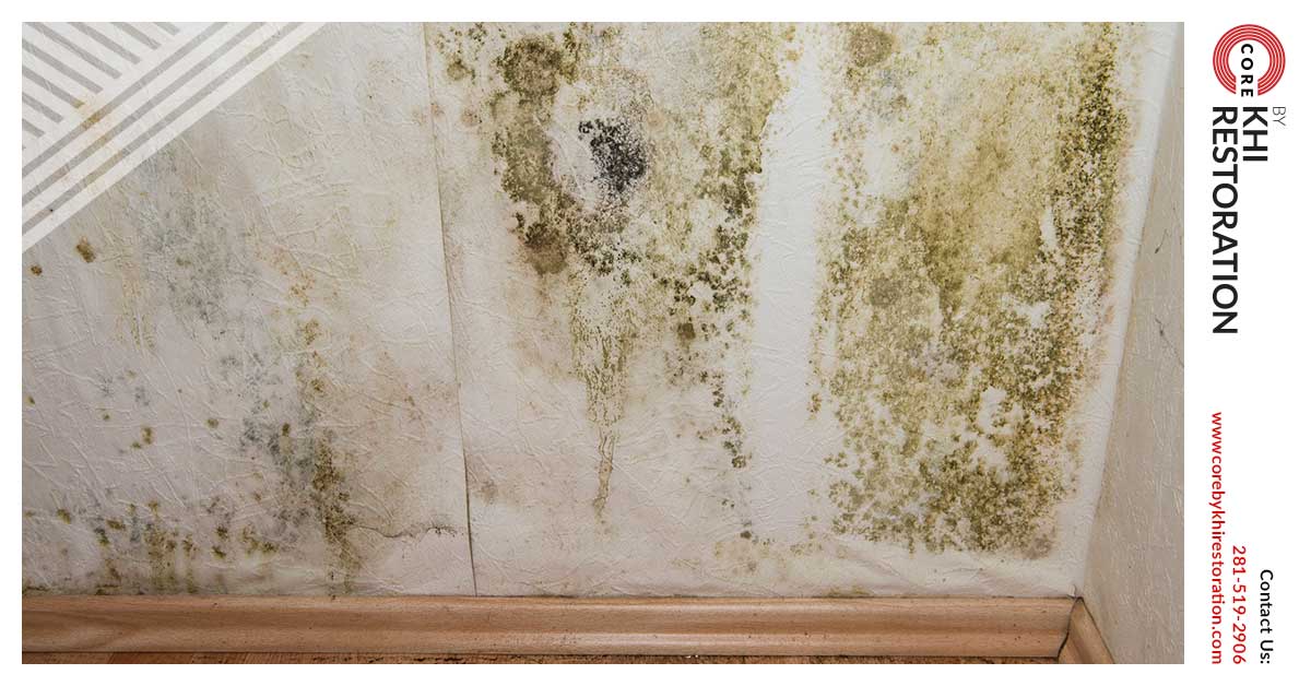 Professional Mold Damage Restoration in The Woodlands, TX