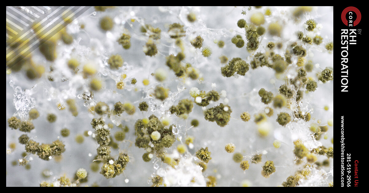 Certified Mold Damage Restoration in Jersey Village, TX