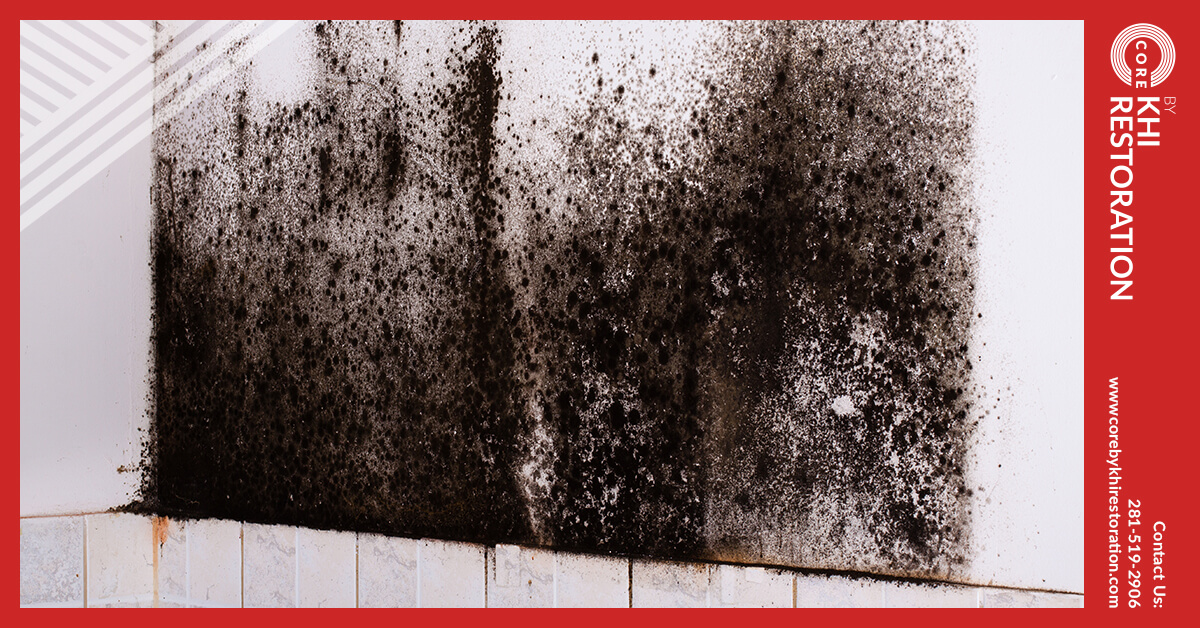 Mold Abatement in Humble, TX