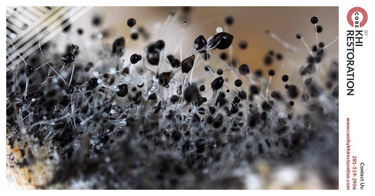 Mold Abatement in Conroe, TX