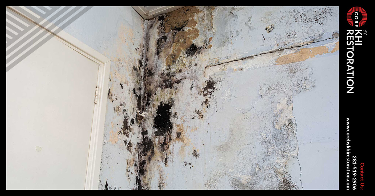 Certified Mold Remediation in Conroe, TX