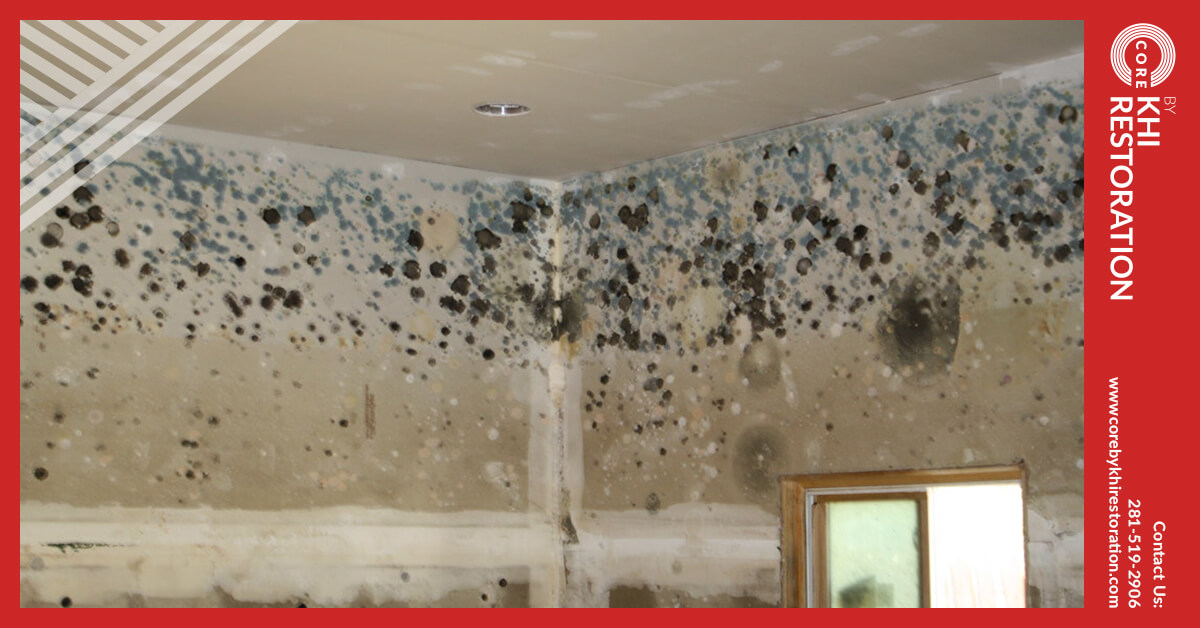 Professional Mold Abatement in Conroe, TX