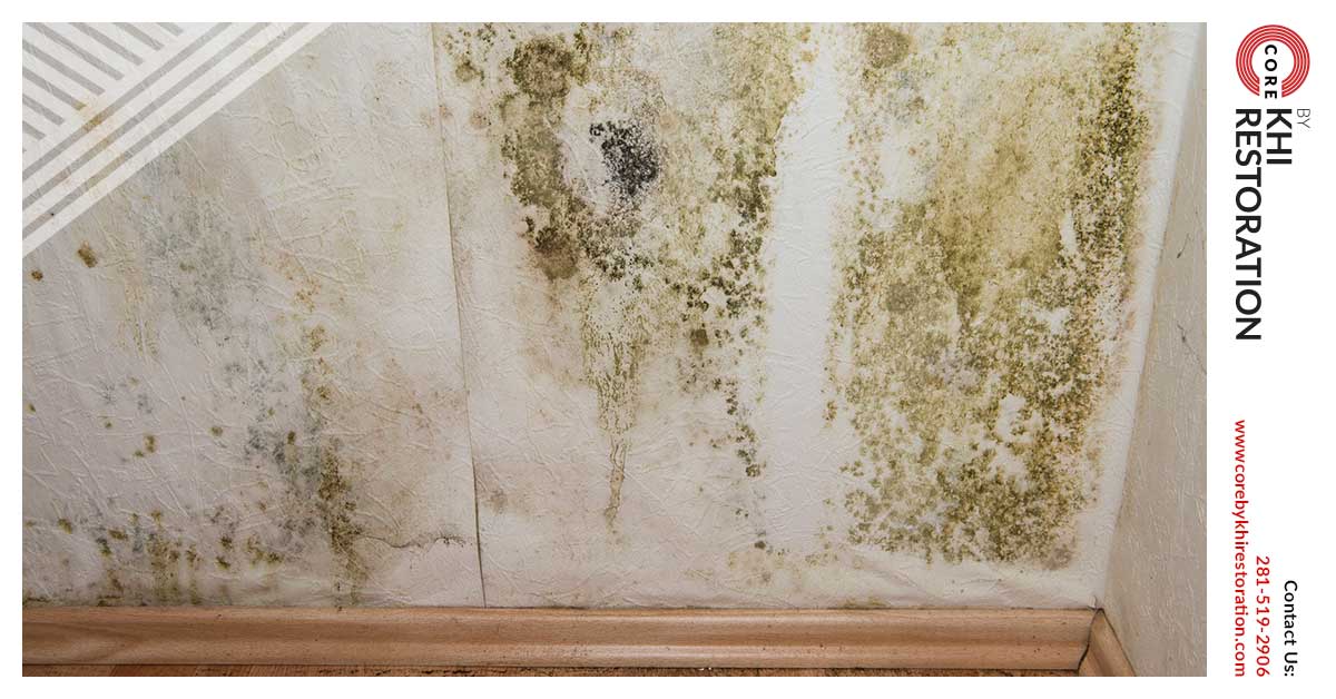 Professional Mold Damage Restoration in Kingwood, TX