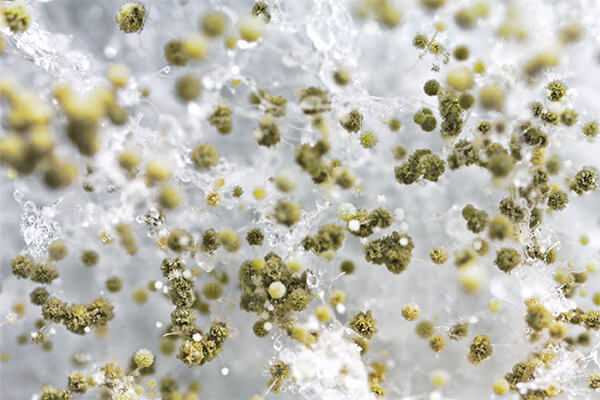Mold Remediation in Kingwood, TX