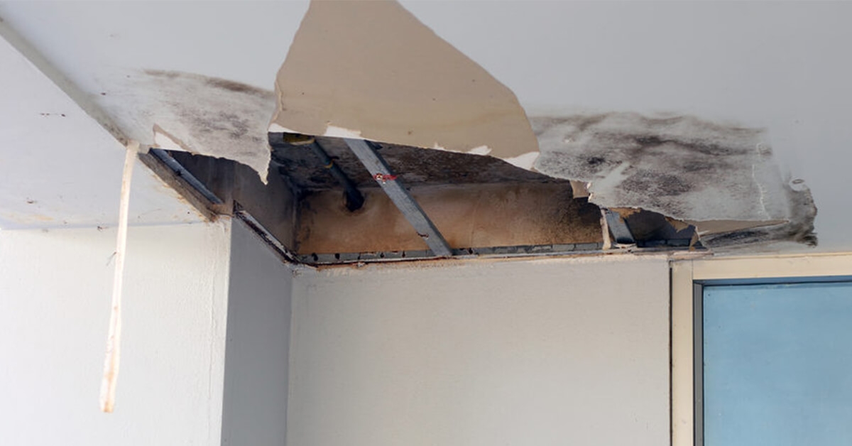 Mold in Your Building – What to Know About Insurance Coverage