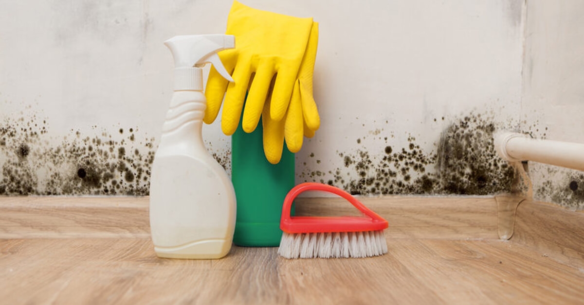 How to Effectively Remove Mold from Your Home