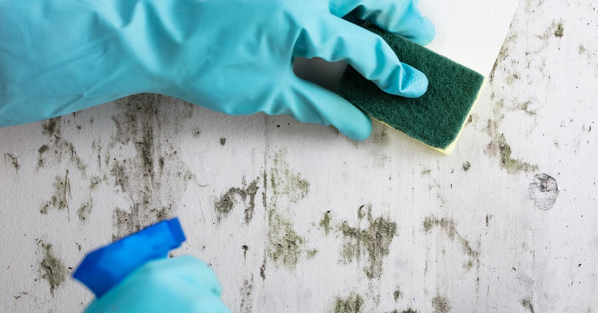 What to do When Mold Appears in Your Home