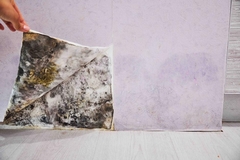 The Hidden Costs of Ignoring Water, Fire, and Mold Damage: How Prompt Action Saves You Money