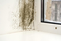 Mold Mitigation Strategies: Preventative Measures That Protect Your Home from Future Infestations
