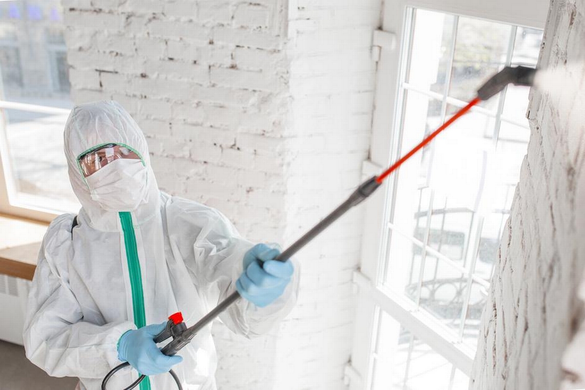 Choices in Chaos: DIY vs. Professional Mold Remediation for Homeowners