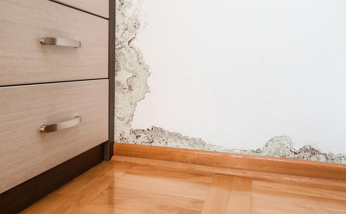Does Cold Kill Mold in Homes and Basements?