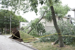Storm Damage Tree Removal Cost and What Affects Pricing