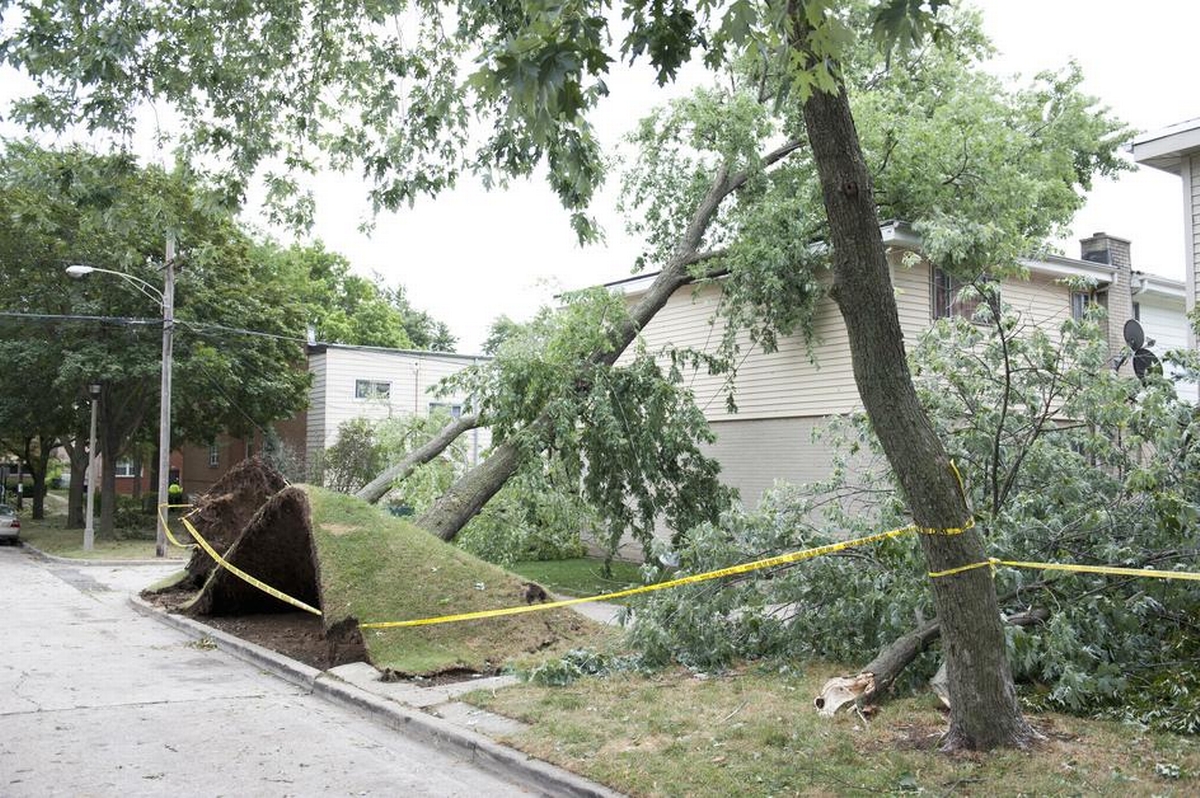 Storm Damage Tree Removal Cost and What Affects Pricing