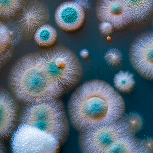 Mold Removal in Fort Wayne, IN