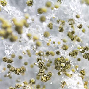 Mold Remediation in Northeast Indiana, Southwest Michigan and Western Ohio