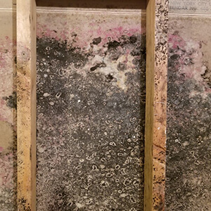 Mold Removal in Northeast Indiana, Southwest Michigan and Western Ohio
