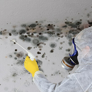 Mold Remediation in Fort Wayne, IN