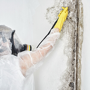 Professional Mold Abatement Services