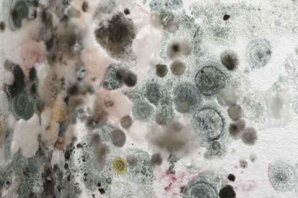 Mold Abatement in Geneva, IN