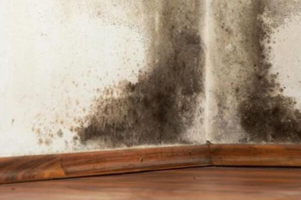 Mold Removal in Hartford, IN