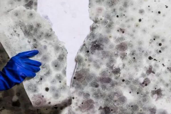 Mold Abatement in Preble, IN