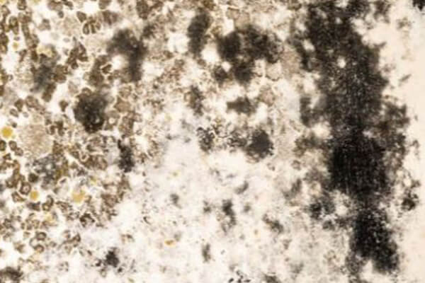 Mold Cleaning in Huntertown, IN