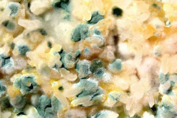 Mold Mitigation in Root, IN