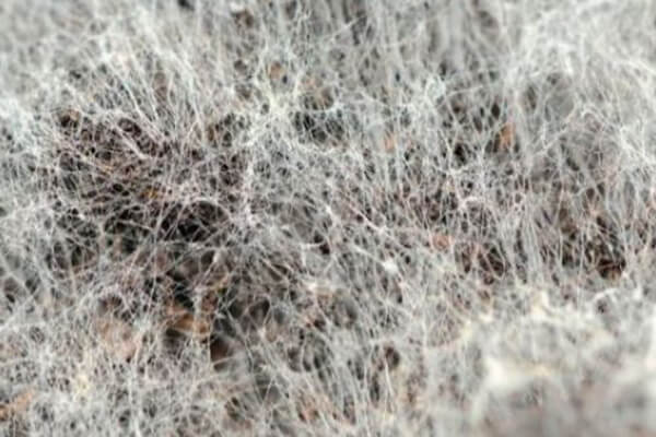 Mold Cleaning in Berne, IN