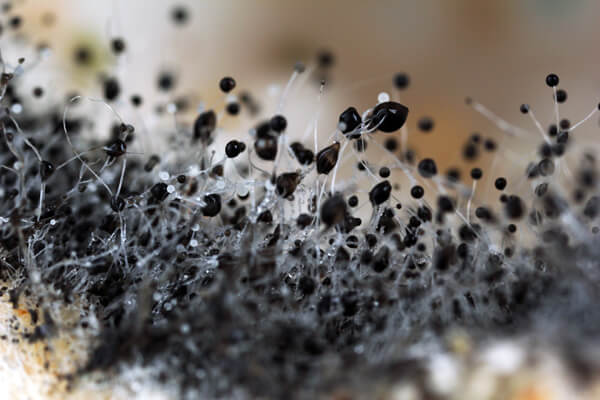 Close-up of Black Mold