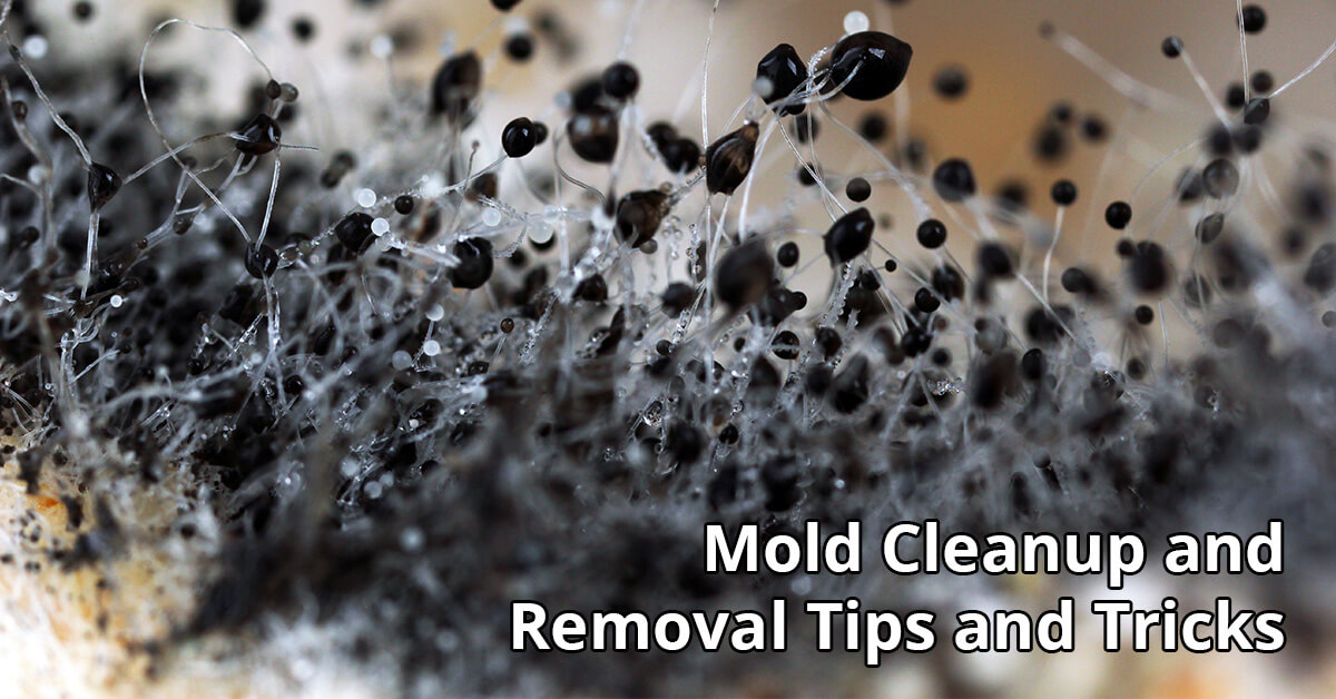 Mold Abatement Tips in Arvada, CO