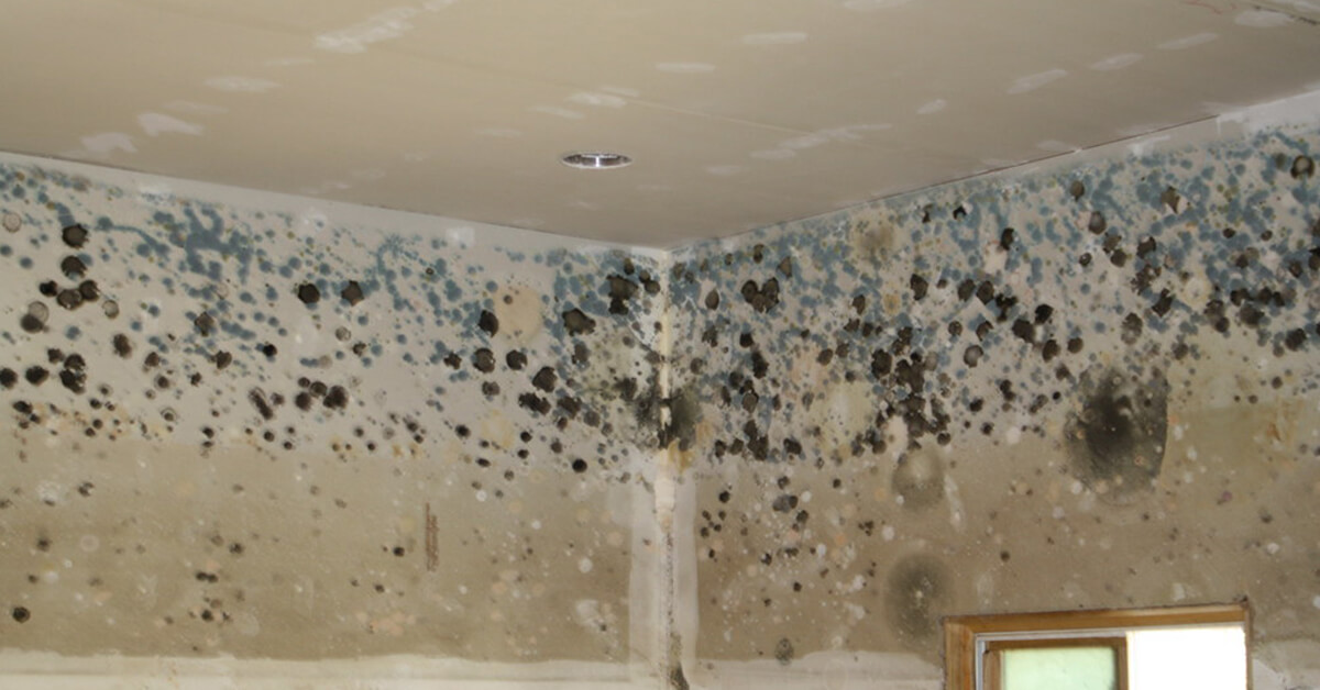 Certified Mold Damage Restoration in Thornton, CO