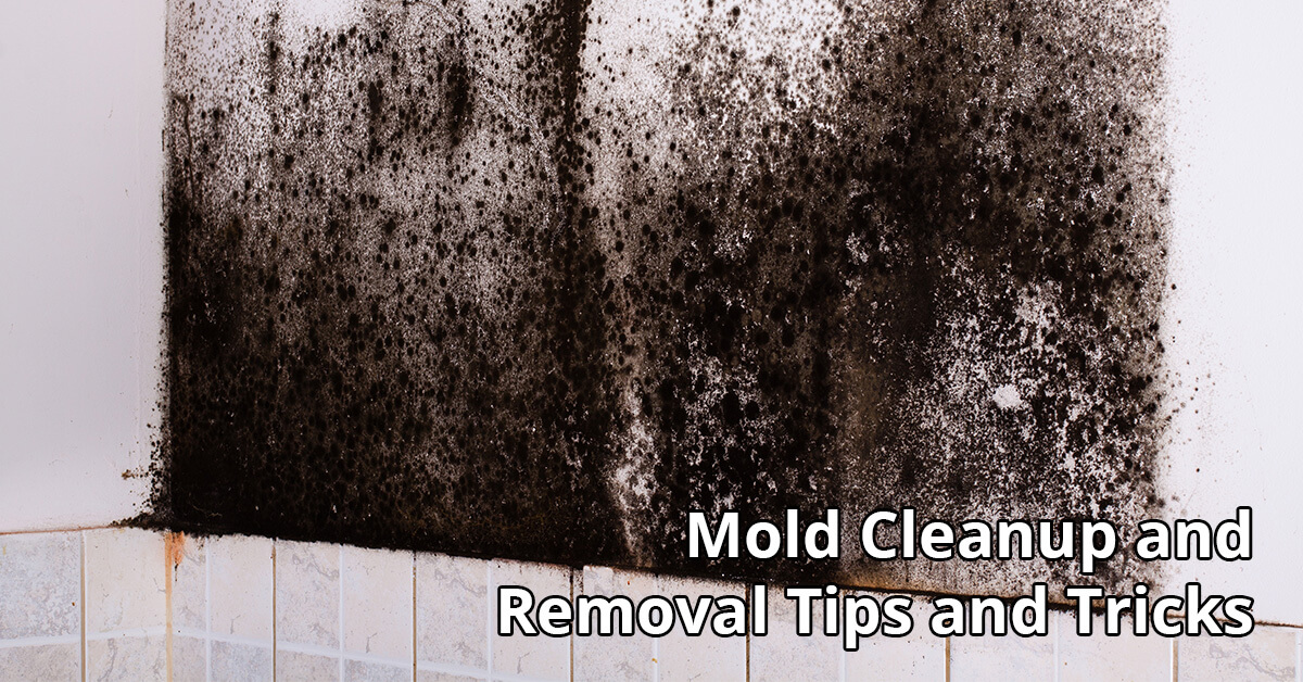 Mold Abatement Tips in Thornton, CO