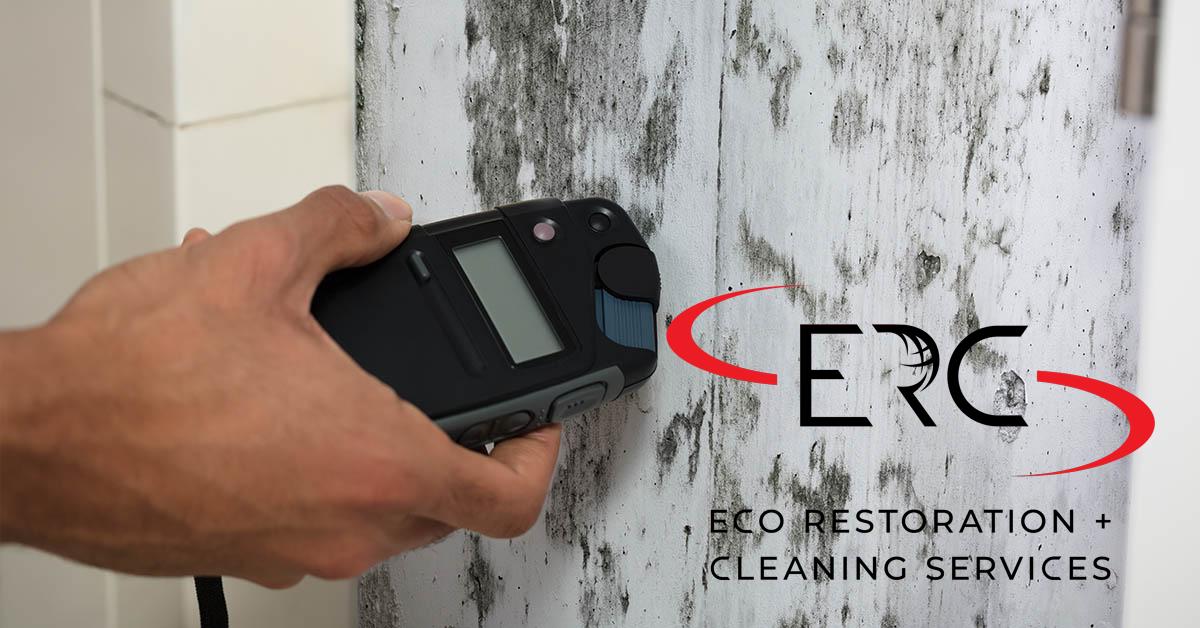 Westminster, CO Mold Removal
