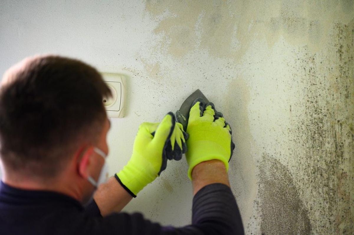 Emerging Trends in Non-Toxic Mold Remediation
