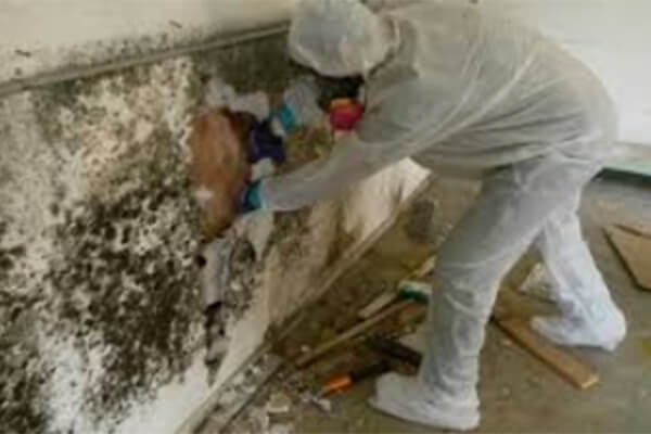Mold Remediation in League City, TX and Northglenn, CO