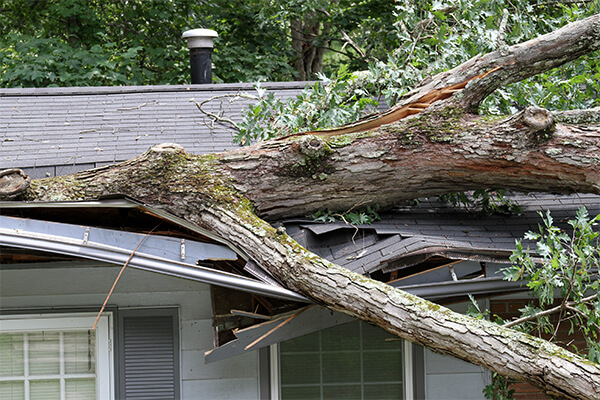Fallen Tree On Residential Home