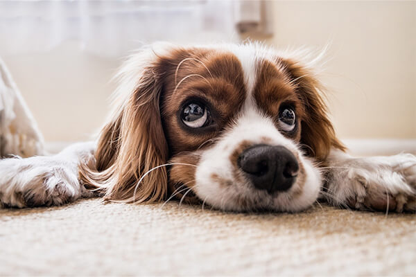 Carpet Spot and Odor Removal in Denver, Galveston, and Houston