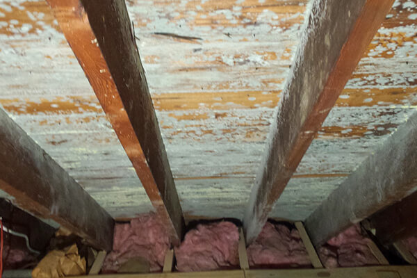Mold Removal in Westfield, IN