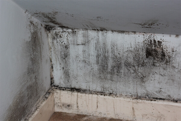 Mold Abatement in Zionsville, IN