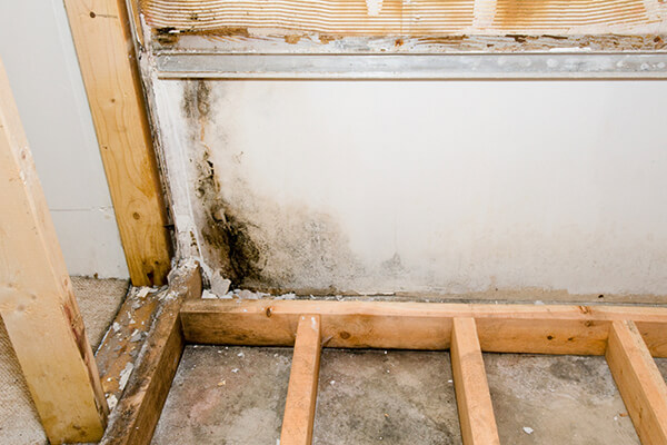 Mold Remediation in Bolivar Penninsula, TX