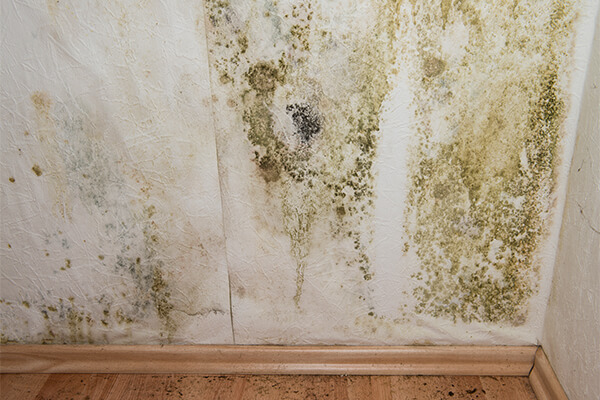 Mold Abatement in Lawrence, IN