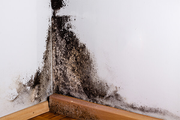 Mold Removal in Bacliff, TX