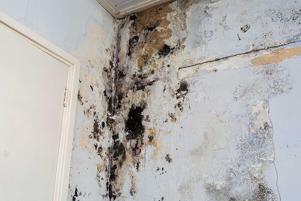 Mold Abatement in Noblesville, IN
