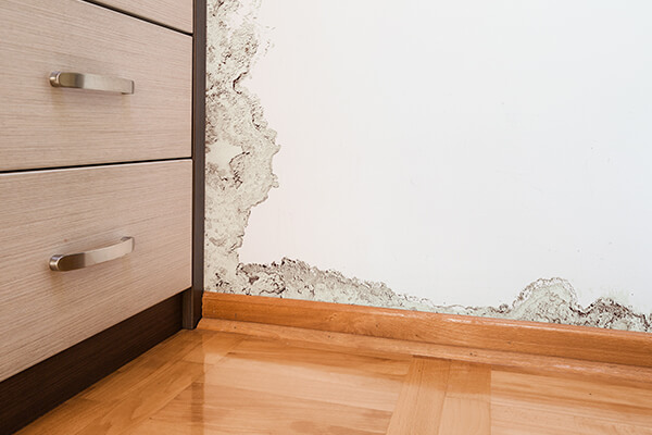Mold Damage Restoration in New Canaan, CT