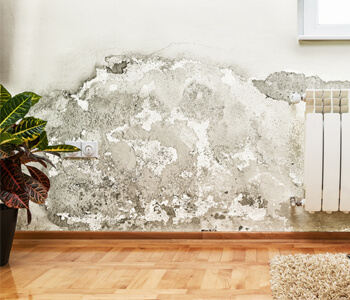 Mold Remediation and Removal in Ventura, CA