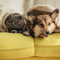 Urine, Feces, and Pet Odor Removal in Ventura, CA