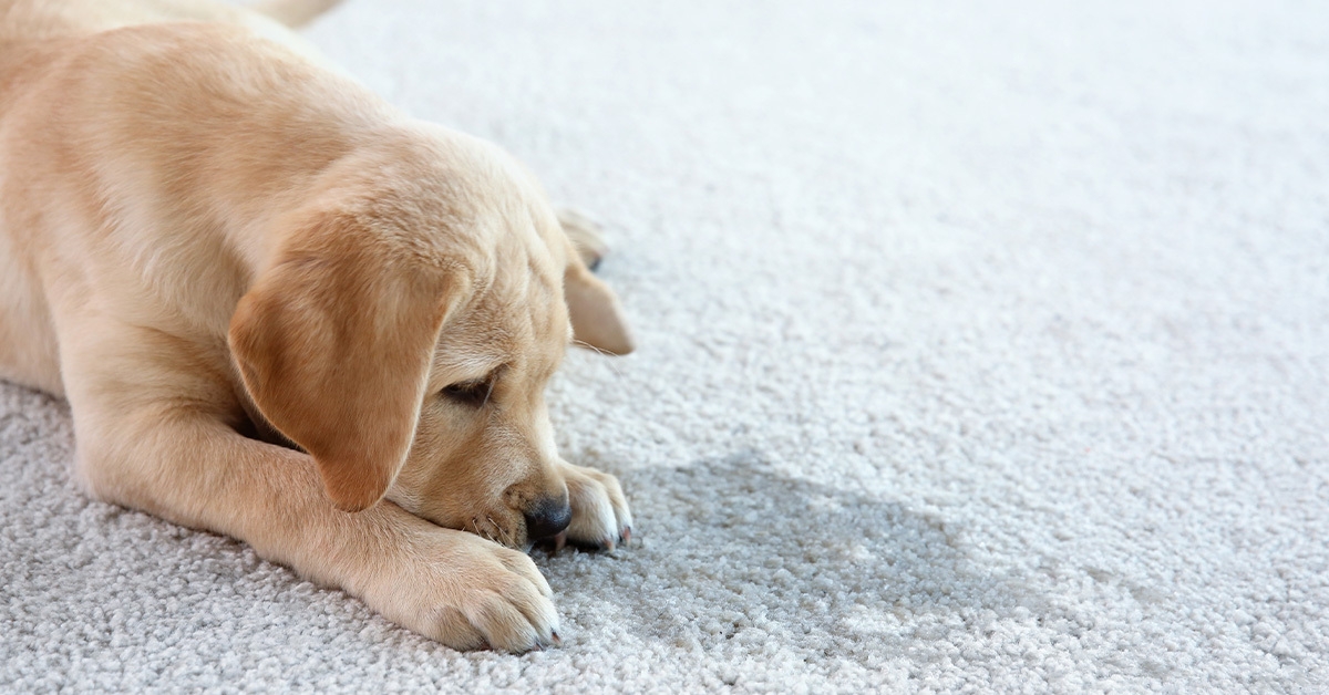 How Pet Owners Can Extend the Life of Their Carpet