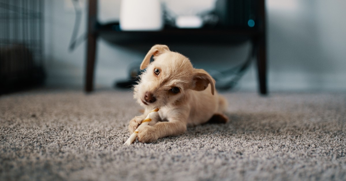 How to Pet-Proof Your Carpet