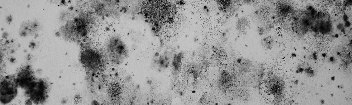 Mold Remediation