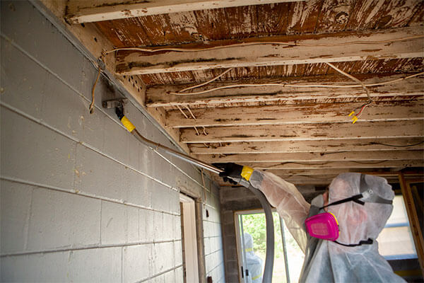 Mold Remediation Experts